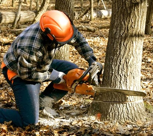 Tree Removal in Rosalie, NE